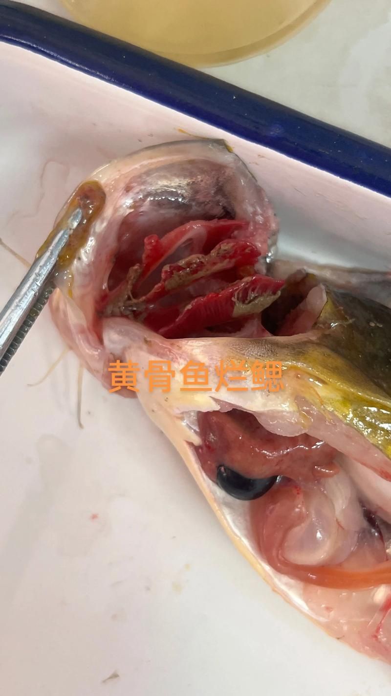 有沒有治療鰓蓋爛洞的圖文教程，治療鰓蓋爛洞（魚類爛鰓蓋爛洞（魚類爛鰓病）圖文教程