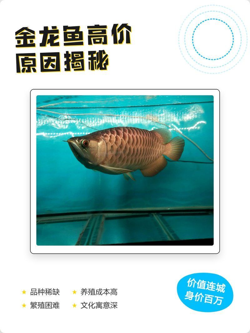 高端過背金龍魚的價格是多少，高端過背金龍魚的價格是多少高端過背金龍魚的價格是多少