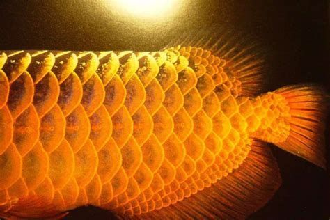 詳解（1000字和配圖）龍魚炸鱗后多久可以恢復正常喂食？，龍魚炸鱗后多久可以恢復正常喂食龍魚恢復正常喂食