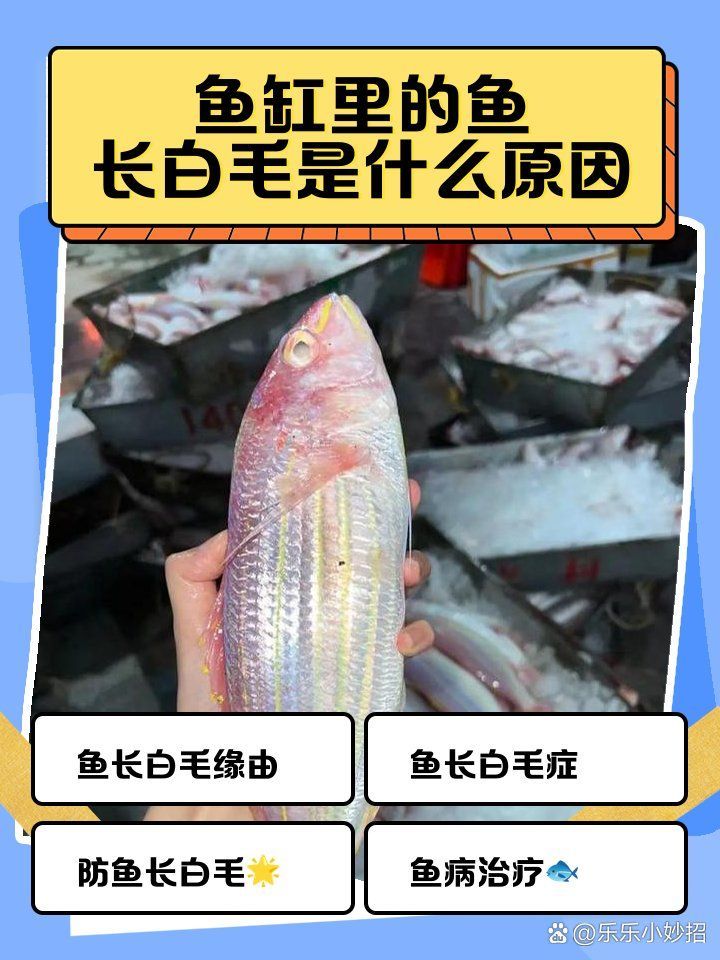 有哪些天然方法可以治療魚真菌，魚缸里的魚長白毛是什么原因