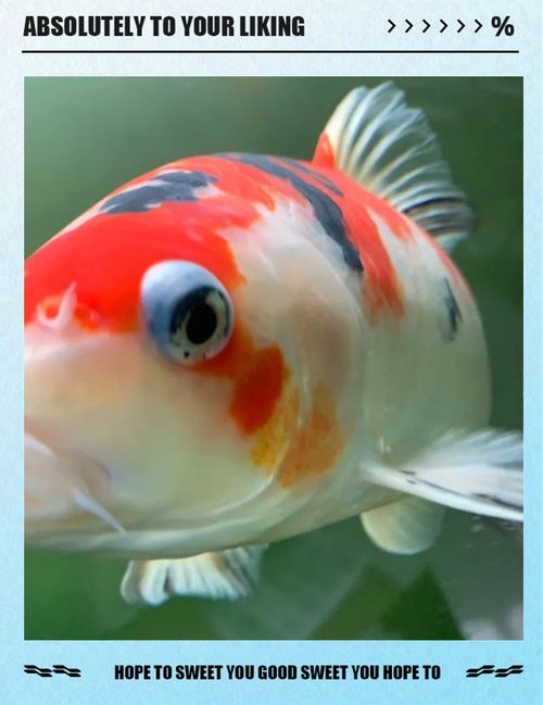 如何預(yù)防魚(yú)突眼病的發(fā)生，如何預(yù)防魚(yú)突眼病
