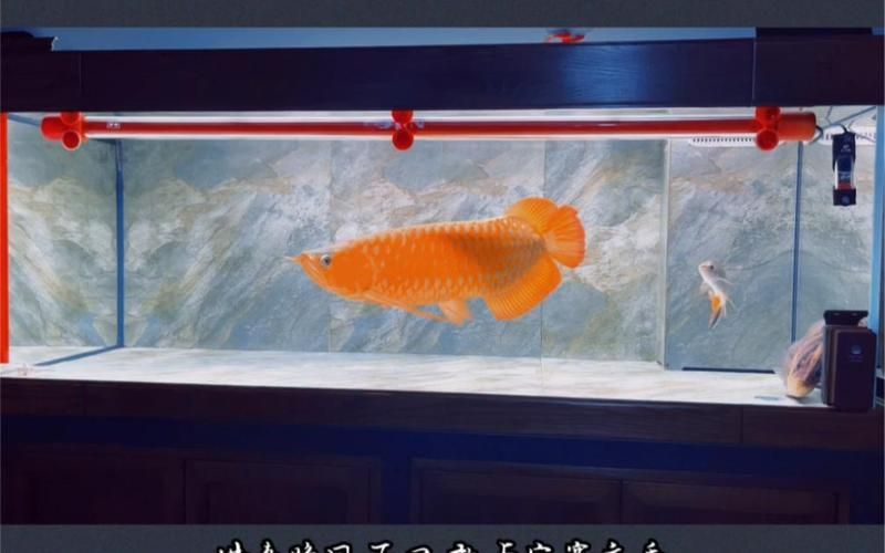久鼎龍魚缸有哪些系列？，久鼎龍魚缸系列