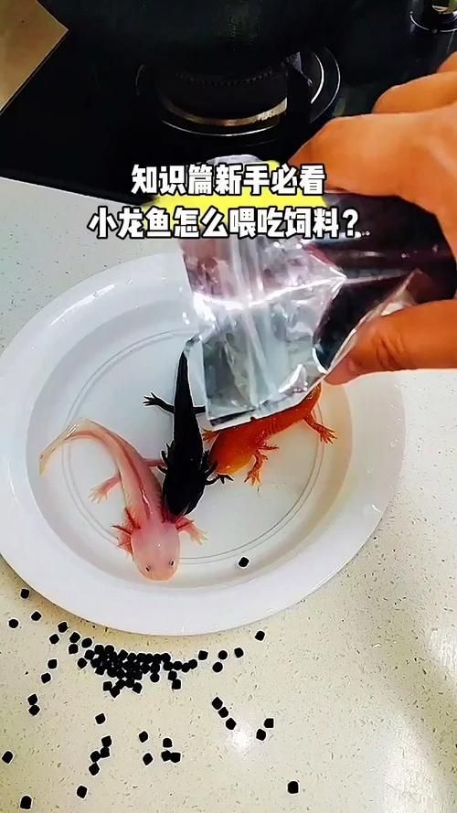 如何判斷小龍魚是否接受人工飼料，如何判斷小龍魚接受人工飼料