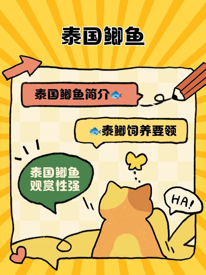 如何選擇適合與龍魚混養(yǎng)的泰國鯽，選擇適合與龍魚混養(yǎng)的泰國鯽需要考慮幾個(gè)關(guān)鍵因素