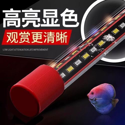如何選擇適合龍魚的魚缸燈，如何選擇適合龍魚的魚缸燈,選擇適合龍魚的魚缸燈