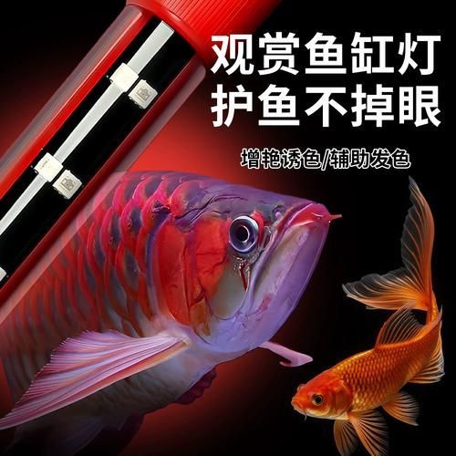 如何選擇適合龍魚的魚缸燈，如何選擇適合龍魚的魚缸燈,選擇適合龍魚的魚缸燈