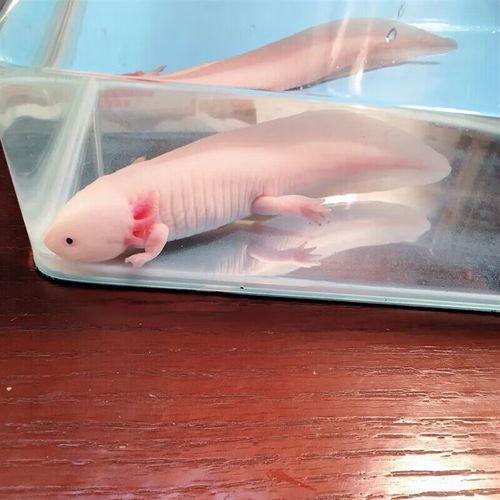 白龍魚的市場價格是多少？，白龍魚市場價格是多少