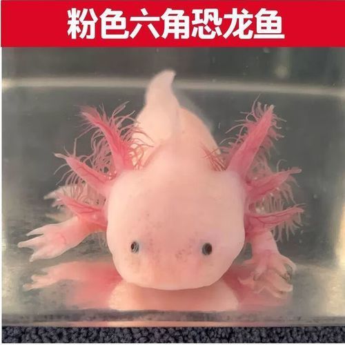 白龍魚的市場價格是多少？，白龍魚市場價格是多少