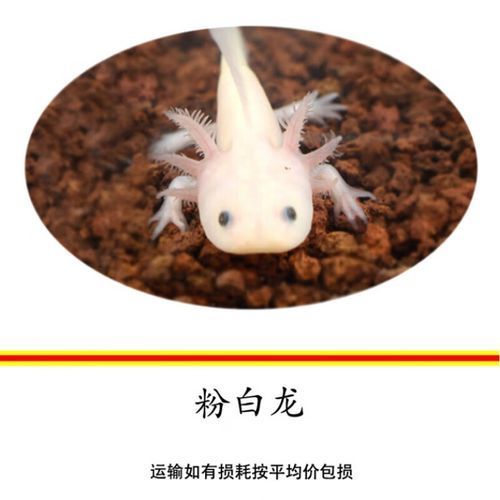白龍魚的市場價格是多少？，白龍魚市場價格是多少