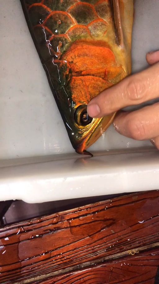 如何判斷紅龍魚是否需要手術(shù)修復(fù)？，如何判斷紅龍魚是否需要手術(shù)修復(fù)紅龍魚是否需要手術(shù)修復(fù)