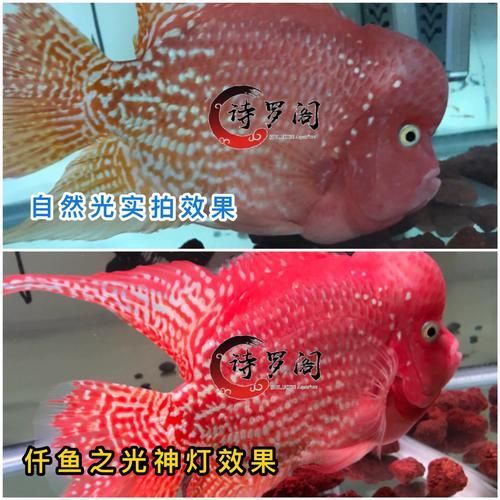 龍魚增色燈和發(fā)色燈哪個(gè)更耗電？