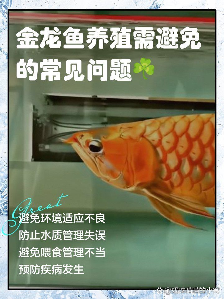 金龍魚(yú)幼苗的飼養(yǎng)難度如何，小金龍魚(yú)怎么養(yǎng)寵物美食廚房，金龍魚(yú)養(yǎng)殖需避免的常見(jiàn)問(wèn)題？
