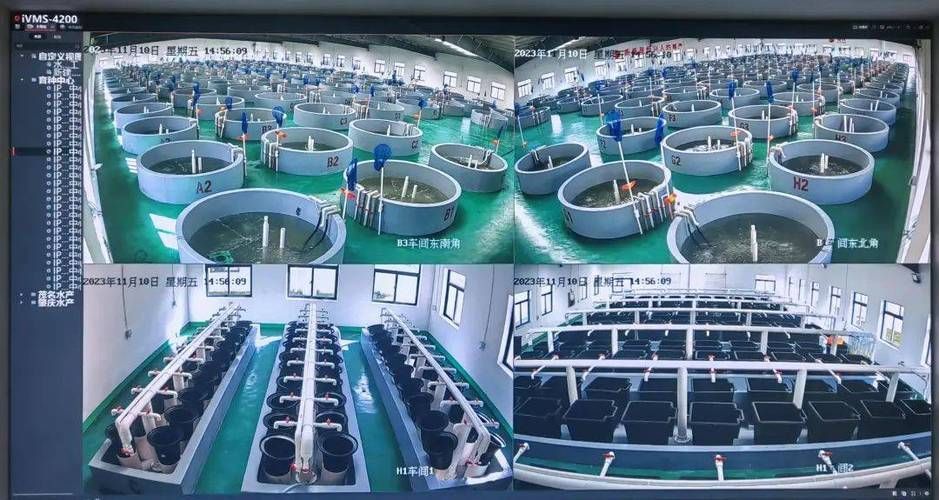 如何延長桂魚苗的養殖周期，如何延長桂魚苗養殖周期