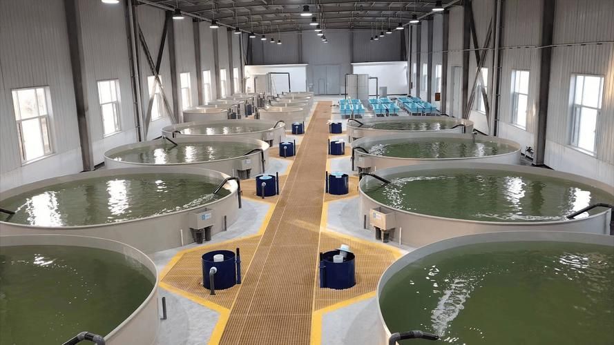 如何延長桂魚苗的養殖周期，如何延長桂魚苗養殖周期