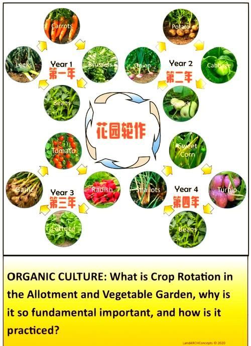 黑霉病有哪些預防措施，黑霉病的預防措施