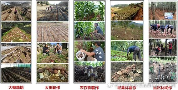黑霉病有哪些預防措施，黑霉病的預防措施