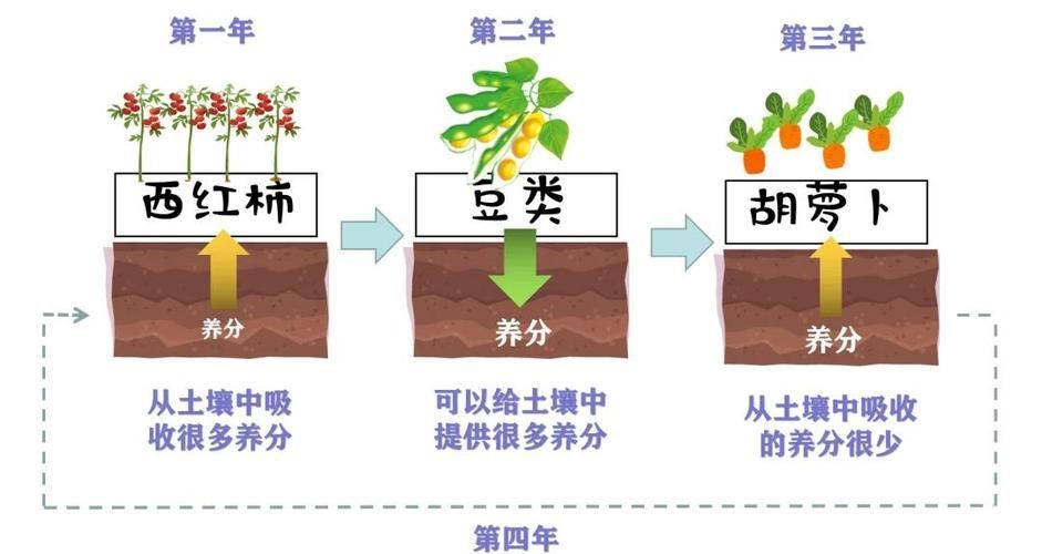黑霉病有哪些預防措施，黑霉病的預防措施