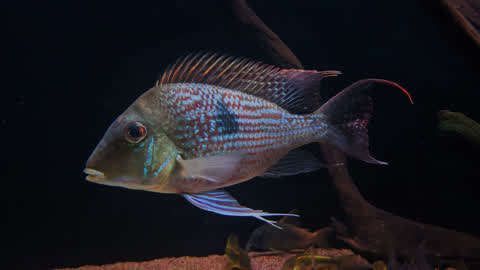 斯維尼關(guān)刀魚的繁殖過程是怎樣的？，斯維尼關(guān)刀魚的繁殖過程