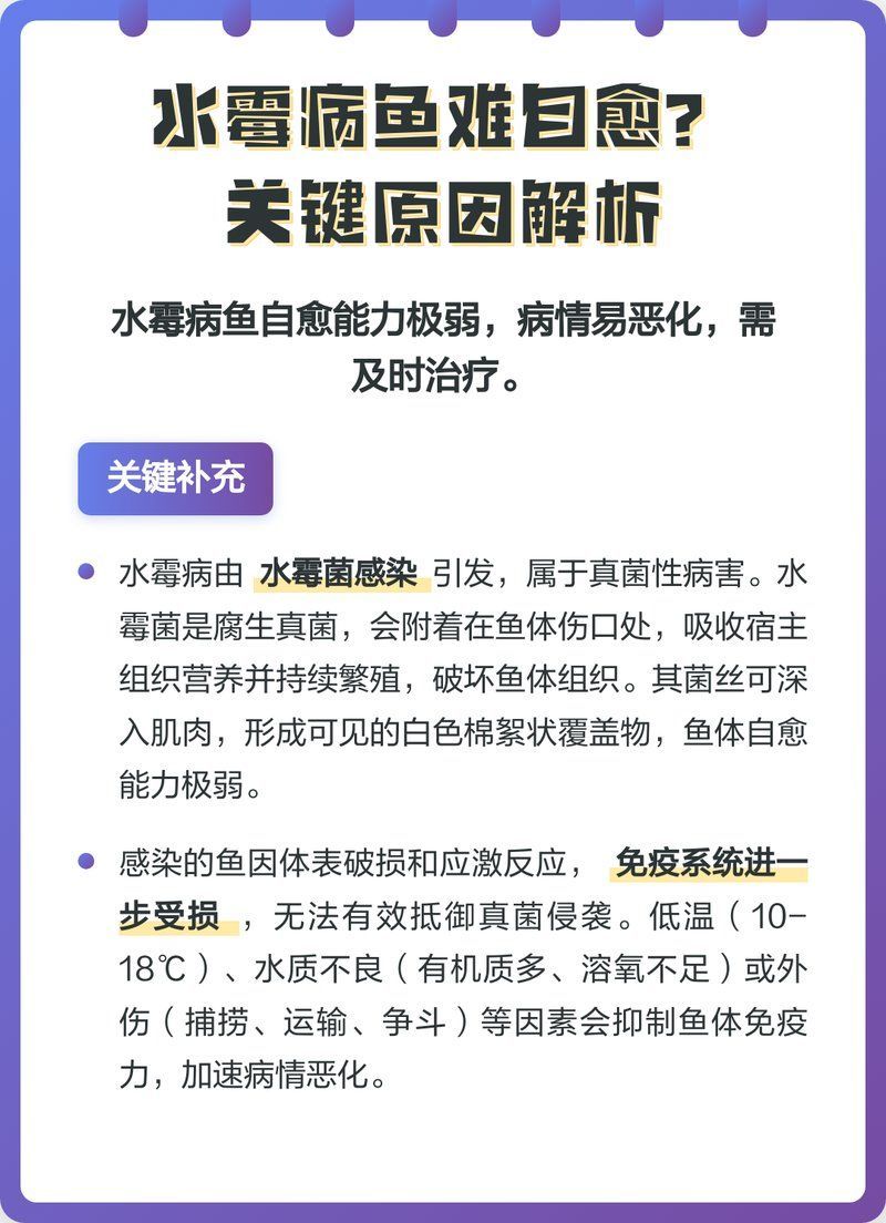 魚長白毛會自愈嗎，魚長白毛會自愈嗎水霉病魚難自愈關鍵原因解析