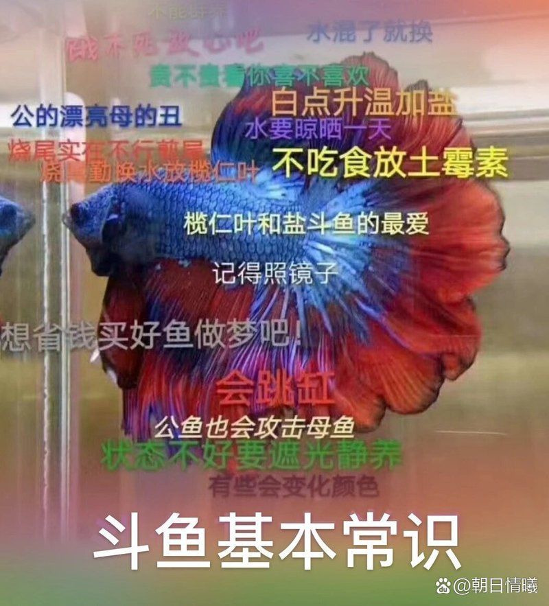 爛鰭爛尾的魚還能活多久，爛鰭爛尾的魚還能活多久，
