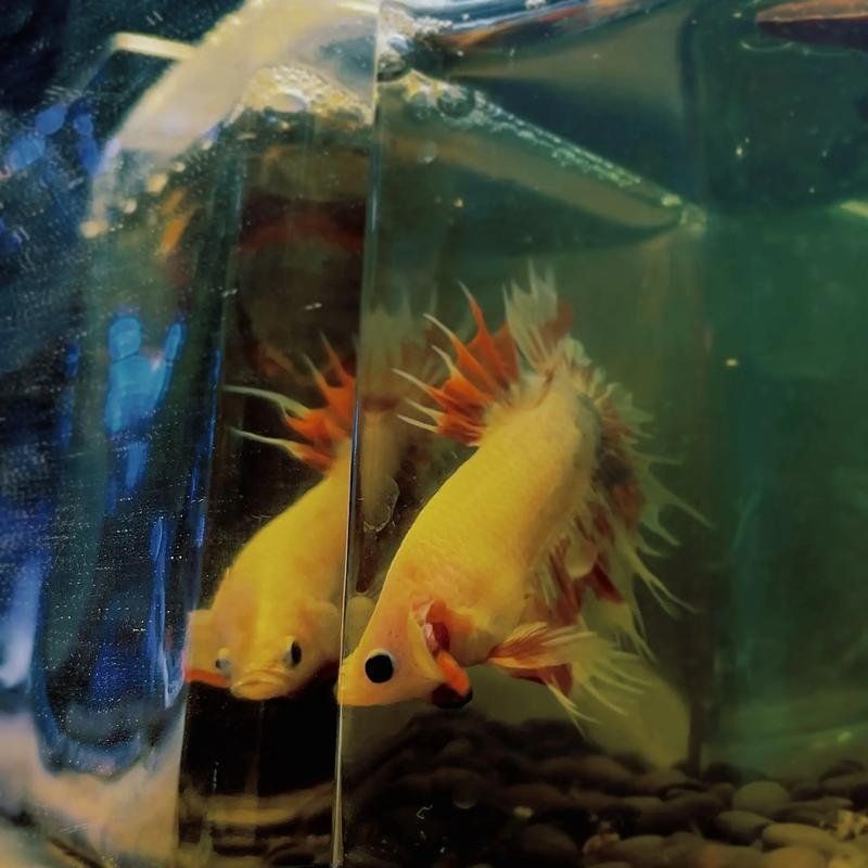 爛鰭爛尾的魚還能活多久，爛鰭爛尾的魚還能活多久，