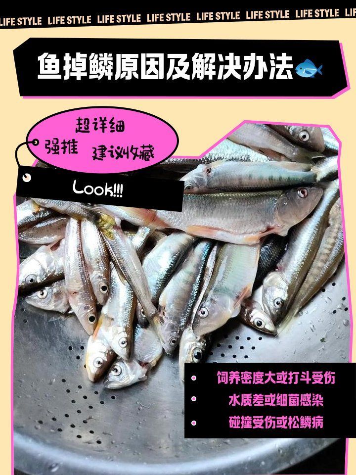 龍魚松鱗會自愈嗎，龍魚松鱗會自愈嗎,