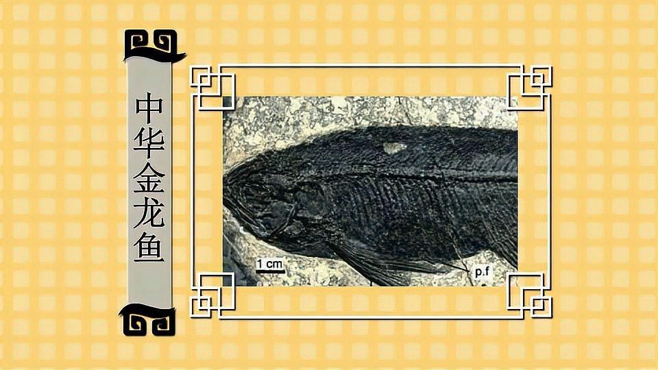 青龍魚(yú)和金龍魚(yú)有什么區(qū)別，青龍魚(yú)和金龍魚(yú)有什么區(qū)別青龍魚(yú)和金龍魚(yú)有什么區(qū)別
