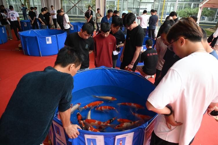 介紹一下海豐縣的龍魚養(yǎng)殖企業(yè)，海豐縣的龍魚養(yǎng)殖企業(yè)