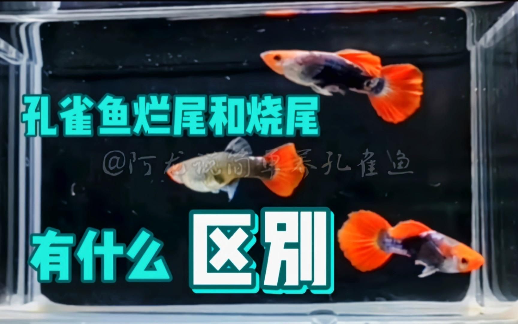 魚為什么爛尾巴就死了，魚為什么爛尾巴就死了，金魚或觀賞魚尾巴腐爛后死亡