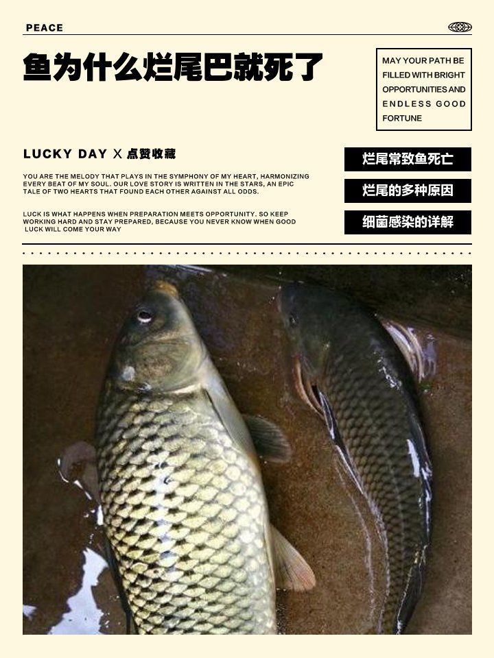 魚為什么爛尾巴就死了，魚為什么爛尾巴就死了，金魚或觀賞魚尾巴腐爛后死亡