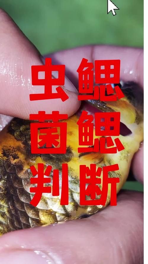 如何區(qū)分龍魚鰓蟲和其他疾病？