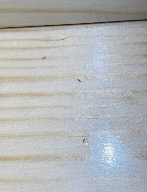 如何預防蠹蟲的出現，如何預防蠹蟲