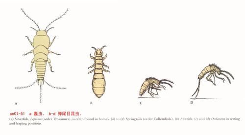 如何預防蠹蟲的出現，如何預防蠹蟲