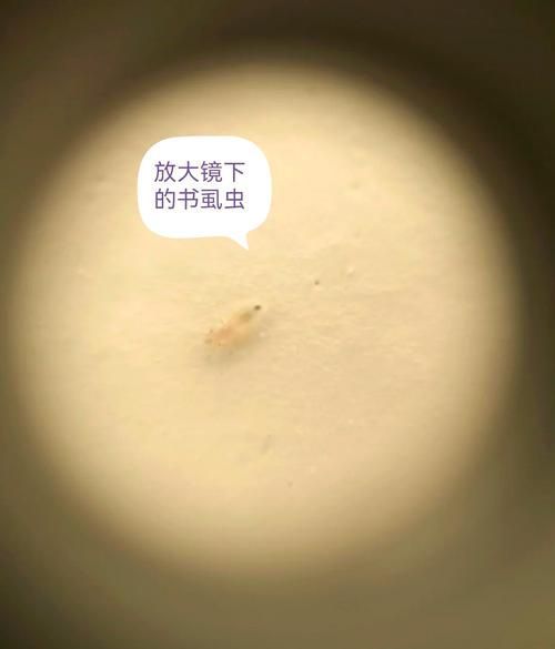 如何預防蠹蟲的出現，如何預防蠹蟲