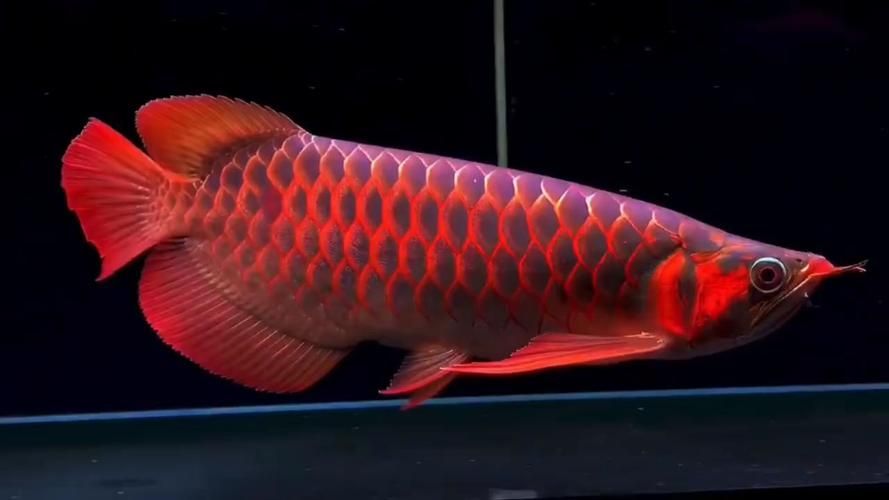紅龍魚為何盡量少吃，關(guān)于紅龍魚的食用風(fēng)險(xiǎn)