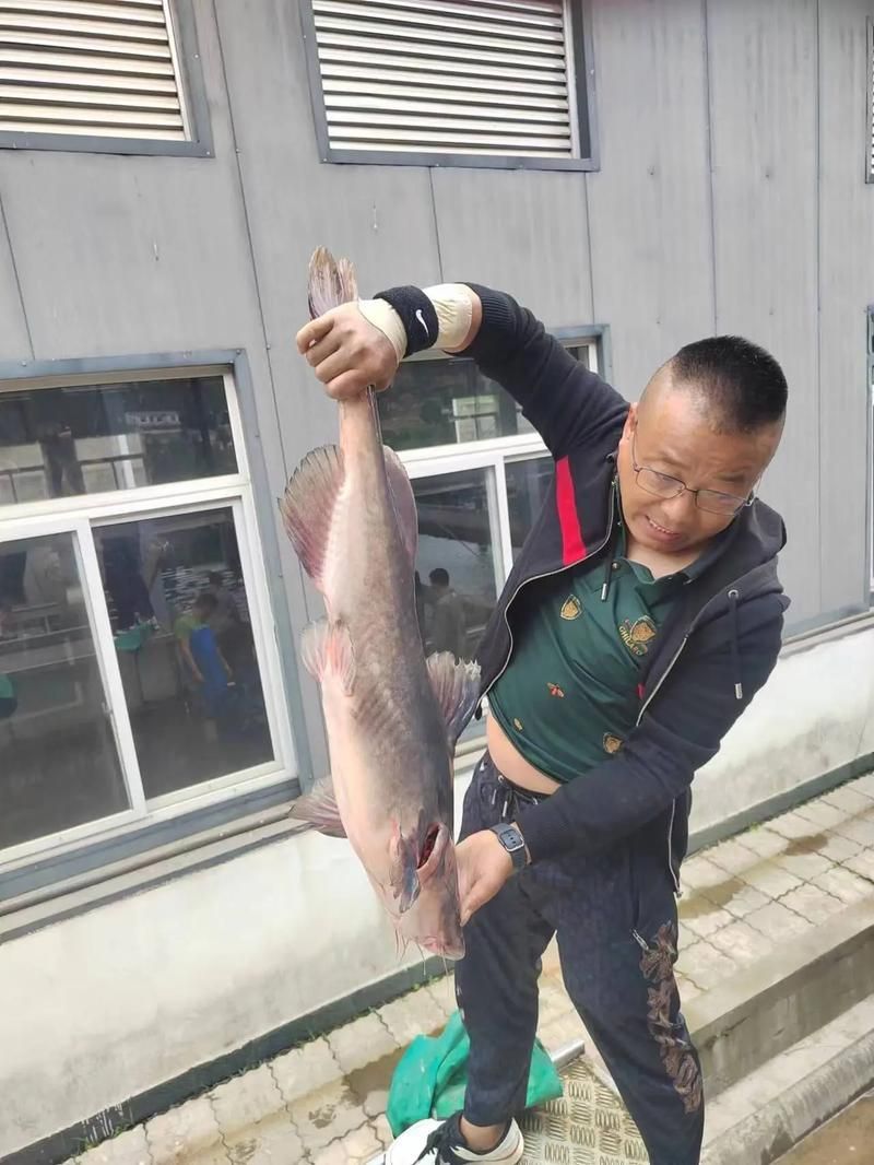 江龍魚的營養(yǎng)價值