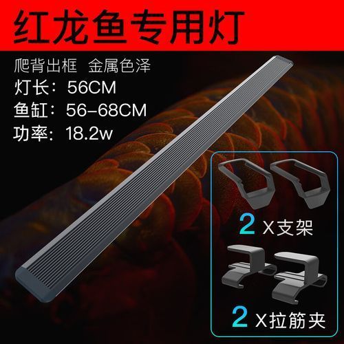紅龍魚用燈多久換一次，紅龍魚用燈多久換一次，