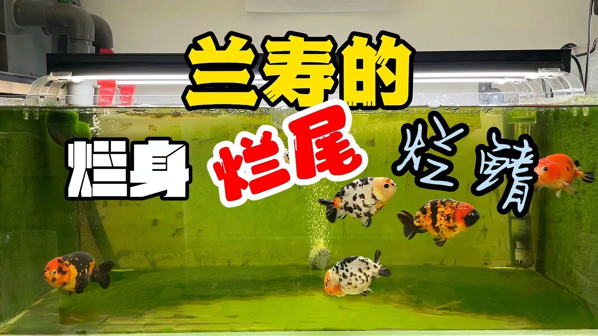如何判斷魚類是否患有爛鰭爛尾，判斷魚類是否患有爛鰭爛尾需要綜合考慮多種因素