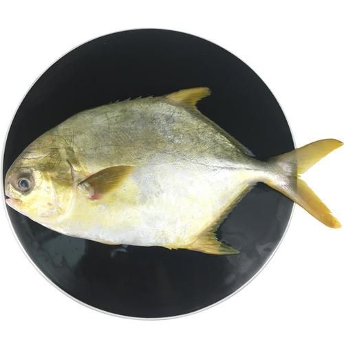 如何區(qū)分黃鰭鯧魚和銀鯧？，如何區(qū)分黃鰭鯧魚和銀鯧（pampusargenteus）與銀鯧