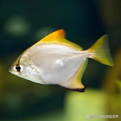 如何區(qū)分黃鰭鯧魚和銀鯧？，如何區(qū)分黃鰭鯧魚和銀鯧（pampusargenteus）與銀鯧