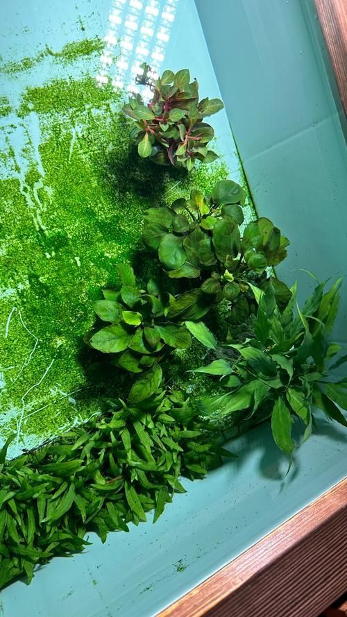 龍魚魚缸水草種植技巧，龍魚缸水草種植技巧