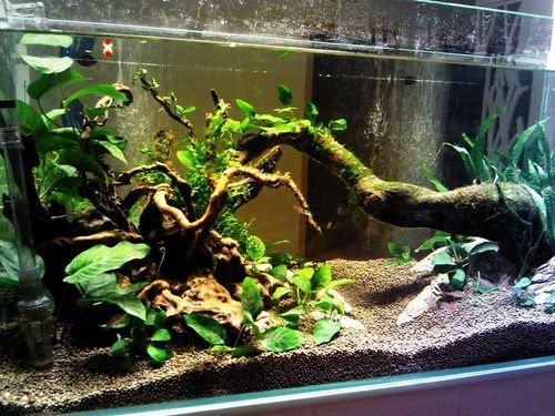龍魚魚缸水草種植技巧，龍魚缸水草種植技巧