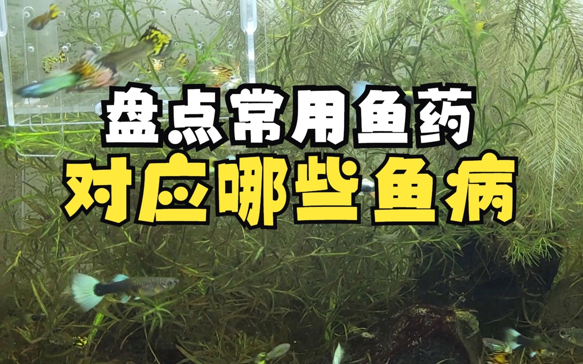 有哪些常見的魚病藥物，常見的魚病藥物