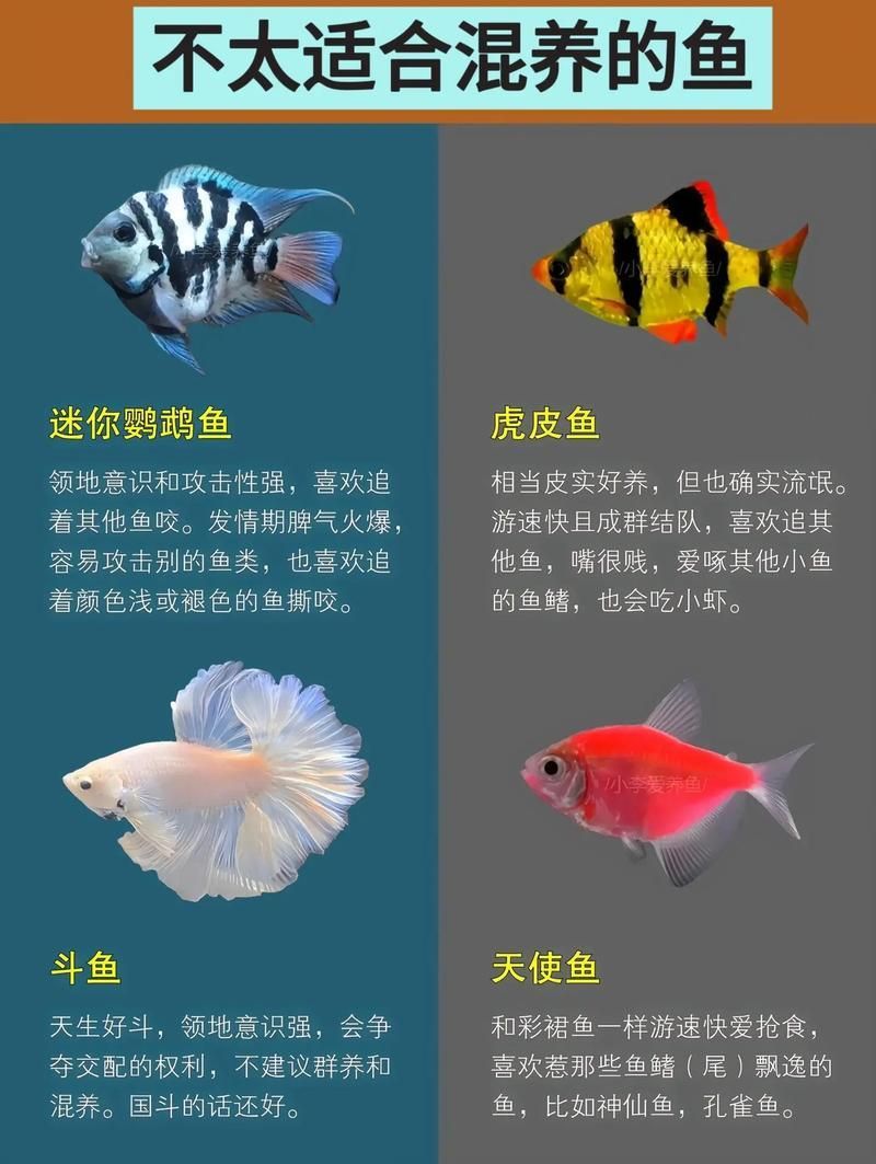 如何判斷虎魚突眼的嚴重程度，如何判斷虎魚突眼嚴重程度