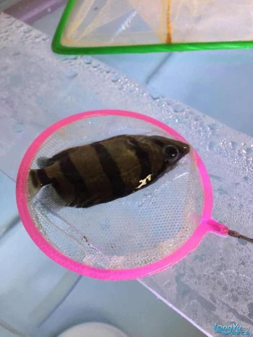 如何判斷虎魚突眼的嚴重程度，如何判斷虎魚突眼嚴重程度
