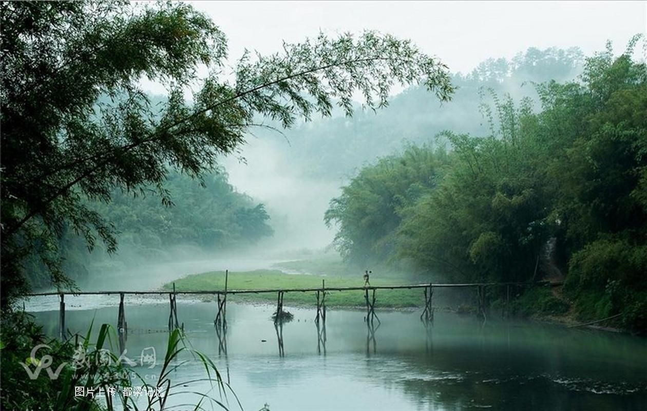給我一些關于棲鳳竹和化龍魚的圖片，庭栽棲鳳竹池養化龍魚
