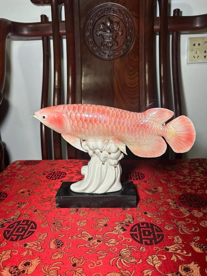 20公分金龍魚40公分需要多久