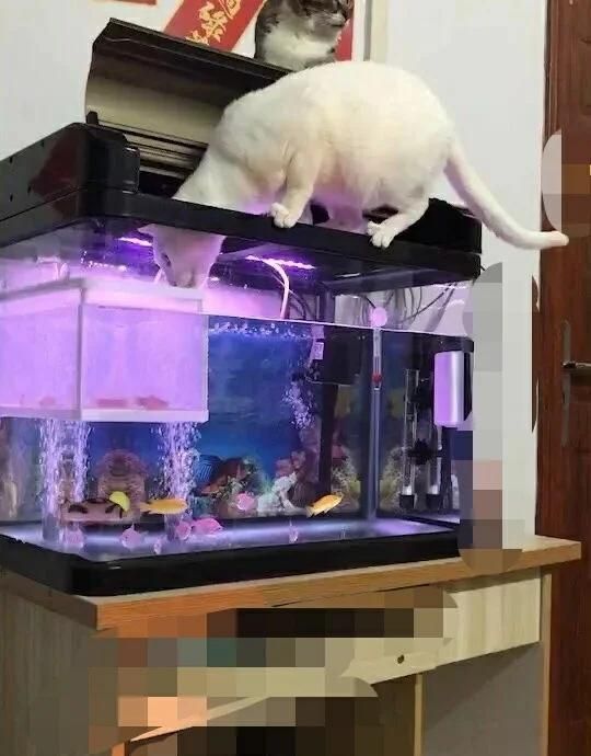 有哪些常見的魚缸疾病治療方法，常見的魚缸疾病治療方法