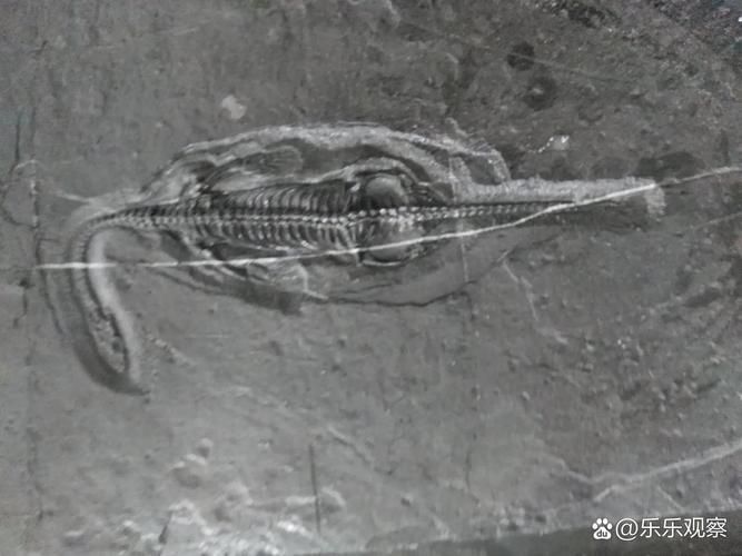 給我一些古龍魚的化石圖片，古龍魚化石圖片