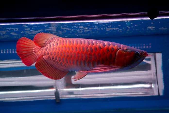 紅龍20公分到40公分需要多久，紅龍魚20公分到40公分需要多久